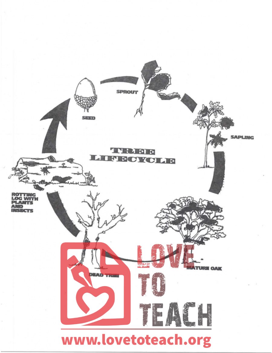 tree life cycle diagram