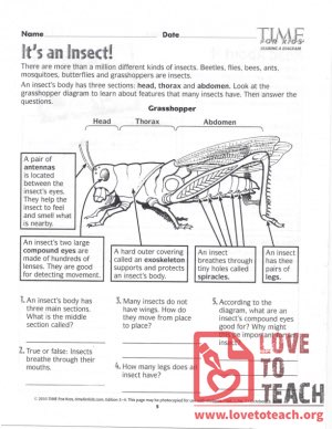 TIME For Kids - Insects and Bedbugs